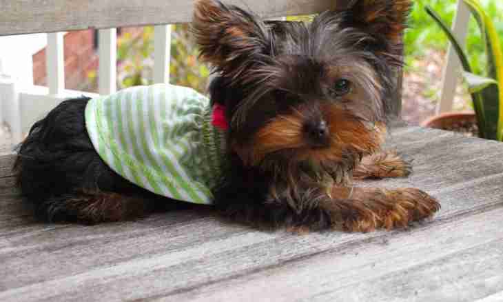 How to look after a puppy of a Yorkshire terrier